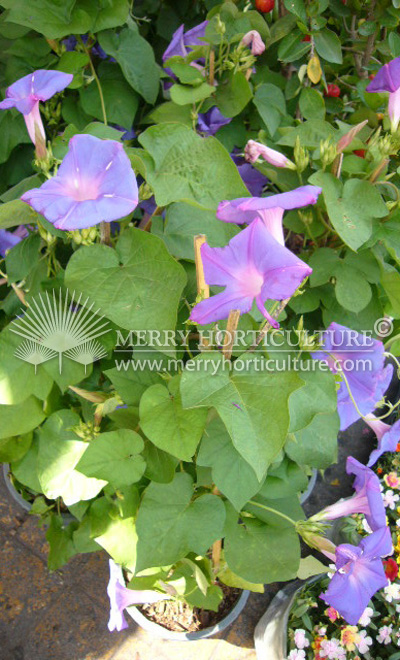 Thunbergia purple